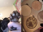 《化妝品被狗吃掉了》竟然還露出一臉"我不知道你在說什麼"的表情 《化妝品被狗吃掉了》竟然還露出一臉"我不知道你在說什麼"的表情