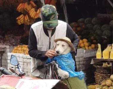 市場中超暖心畫面《主人幫狗狗擋雨三步驟》我...才沒有哭♥