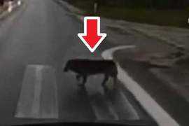 比人類還遵守交通規矩《過斑馬線的狗》會左右看一下確定綠燈沒車才走w