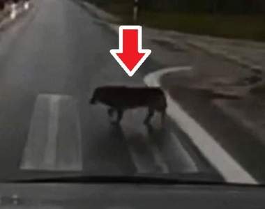 比人類還遵守交通規矩《過斑馬線的狗》會左右看一下確定綠燈沒車才走w