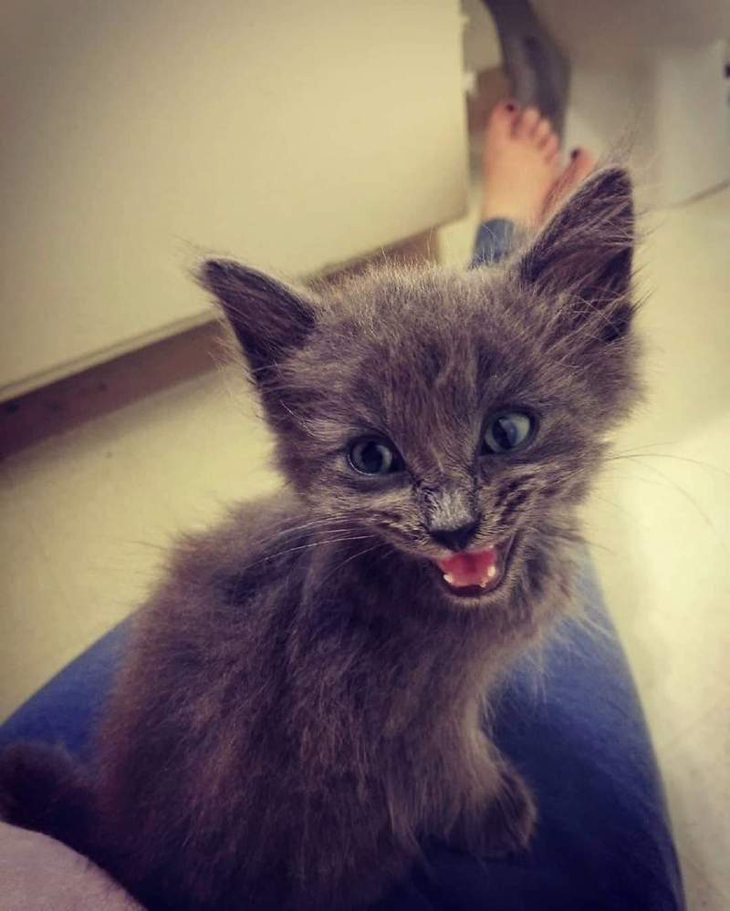 《膝盖上的猫》人类大腿是我的 我没睡饱前你都不能动❤ - 图片4 《膝盖上的猫》人类大腿是我的 我没睡饱前你都不能动❤