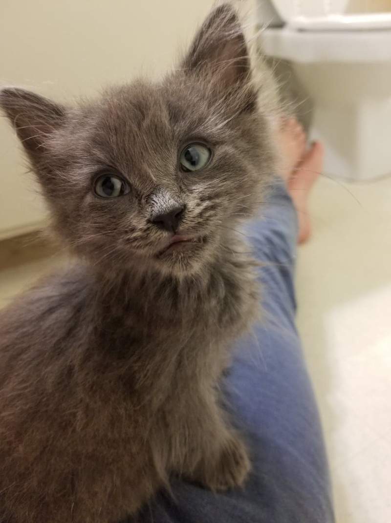 《膝盖上的猫》人类大腿是我的 我没睡饱前你都不能动❤ - 图片5 《膝盖上的猫》人类大腿是我的 我没睡饱前你都不能动❤