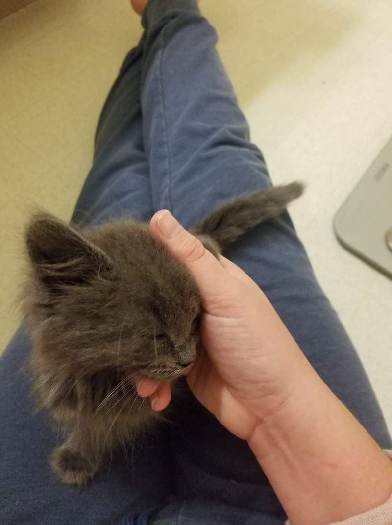 《膝盖上的猫》人类大腿是我的 我没睡饱前你都不能动❤ - 图片6 《膝盖上的猫》人类大腿是我的 我没睡饱前你都不能动❤