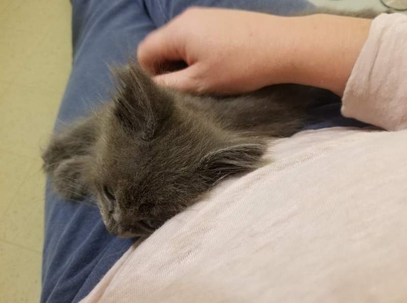 《膝盖上的猫》人类大腿是我的 我没睡饱前你都不能动❤ - 图片7 《膝盖上的猫》人类大腿是我的 我没睡饱前你都不能动❤