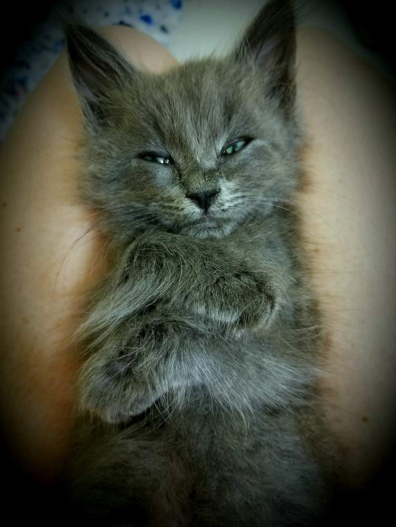 《膝盖上的猫》人类大腿是我的 我没睡饱前你都不能动❤ - 图片8 《膝盖上的猫》人类大腿是我的 我没睡饱前你都不能动❤