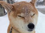 《下雪時小動物們看起來都像甜點》看著看著就餓了(住手啊~不能吃~ 《下雪時小動物們看起來都像甜點》看著看著就餓了(住手啊~不能吃~