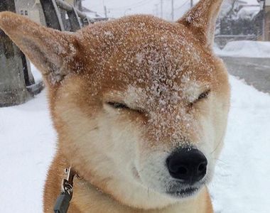 《下雪時小動物們看起來都像甜點》看著看著就餓了(住手啊~不能吃~