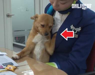 這隻狗會摸胸又摸腿《機場流浪狗》看到空姐就興奮的撲過去w