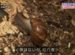摸了就會死《橫行沖繩的非洲大蝸牛》網友慶幸在台灣看過沒去摸…… 摸了就會死《橫行沖繩的非洲大蝸牛》網友慶幸在台灣看過沒去摸……