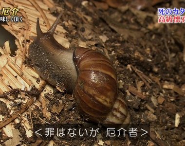 摸了就會死《橫行沖繩的非洲大蝸牛》網友慶幸在台灣看過沒去摸……
