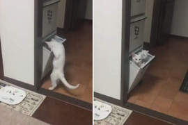 《喵的勒躲貓貓》兩隻小貓會開櫃子還知道關起來這太神惹