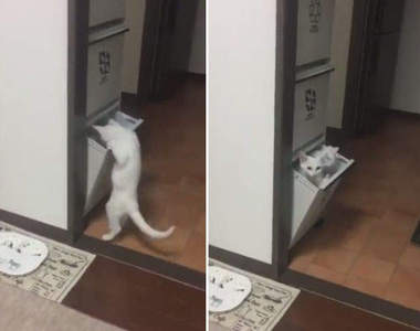 《喵的勒躲貓貓》兩隻小貓會開櫃子還知道關起來這太神惹