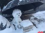 網友在《雪地裡發現一隻可憐小狗》結果走進一看才發現原來是...... 網友在《雪地裡發現一隻可憐小狗》結果走進一看才發現原來是......
