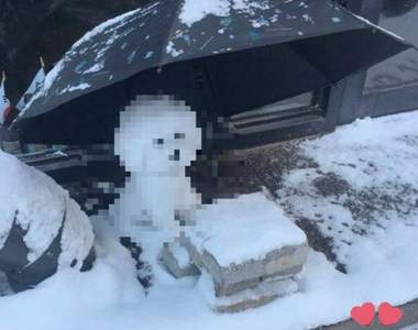 網友在《雪地裡發現一隻可憐小狗》結果走進一看才發現原來是......