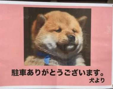 超天才發想《指揮停車的狗狗》從此倒車入庫沒再失敗過（最好是w）