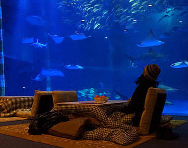 日本冬季限定《暖桌水族館》有如窩在家觀賞海洋生態的暖桌服務正流行