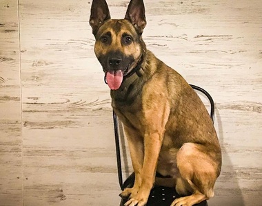 無法通過《服務犬訓練》的狗大受歡迎 欸欸拐杖不是玩具啊