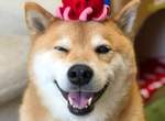 《日本人氣犬貓品種排行榜2017》飼養比例最高的狗狗貓咪又是哪些? 《日本人氣犬貓品種排行榜2017》飼養比例最高的狗狗貓咪又是哪些?