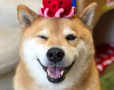 《日本人氣犬貓品種排行榜2017》飼養比例最高的狗狗貓咪又是哪些?