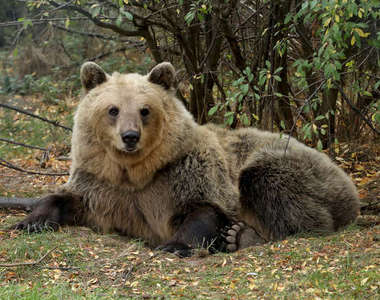 《準備冬眠太興奮的熊》一個洞不夠你有沒有挖兩個?