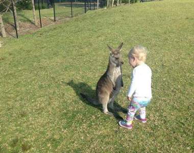 不只大人要對決《小袋鼠與小孩的戰爭》宣布正~式~開~戰~
