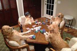 好有「人情味」的黃金《明星狗Bailey》竟然會幫忙洗車...比史奴比還強w