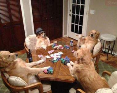 好有「人情味」的黃金《明星狗Bailey》竟然會幫忙洗車...比史奴比還強w