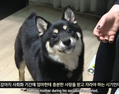 主人大困擾《狗狗會對自己尾巴發脾氣》理解不能的怪行為(?)