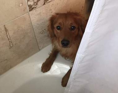 有沒有這麼貼心《擔心主人洗澡不開心就叼OO進去的狗》誰都不能讓主人不開心啦~