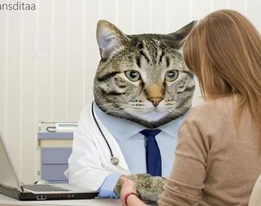 當世界都被貓咪佔領《Fransdita Muafidin》幽默畫出貓奴的理想天堂（？）