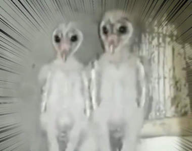 意外超恐怖的《貓頭鷹寶寶》還是其實是外星生物侵略地球的開始？...(⊙＿⊙)