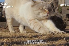 台日韓的街貓日記《我是一隻貓》超療癒呼嚕＋睡姿超級可愛