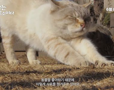 台日韓的街貓日記《我是一隻貓》超療癒呼嚕＋睡姿超級可愛