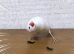 《文鳥與海苔》的第一次接觸 求文鳥問號歪頭的角度(誤) 《文鳥與海苔》的第一次接觸 求文鳥問號歪頭的角度(誤)