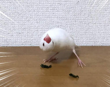 《文鳥與海苔》的第一次接觸 求文鳥問號歪頭的角度(誤)