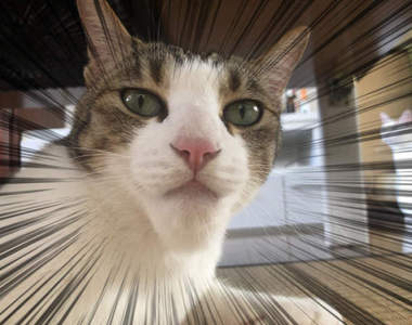 戽斗星球真實版《長出下巴的貓咪》突然進化的下巴原來是因為...