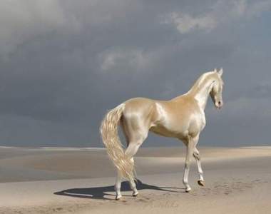 世界上最美麗的金色天馬《汗血寶馬Akhal-Teke》專家解析超閃亮光澤毛髮的秘密✨