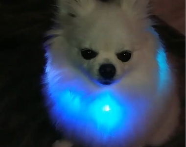 酷炫《寵物項圈燈》長毛寵物戴上後整個閃閃發亮好漂釀啊