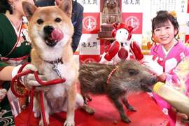 【有片】日本通天閣《生肖交接儀式》今年「送狗迎豬」畫面超可愛，小豬豬只管拼命吃奶w