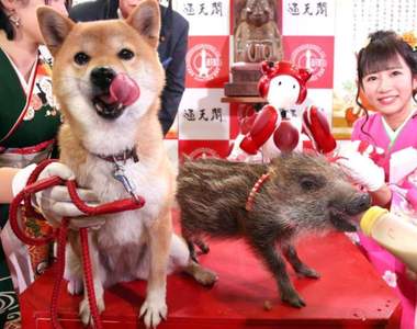 【有片】日本通天閣《生肖交接儀式》今年「送狗迎豬」畫面超可愛,小豬豬只管拼命吃奶w