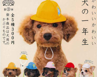 狗狗頭套轉蛋《狗狗一年級生》超懷念的小學帽讓狗狗戴上入學去♪