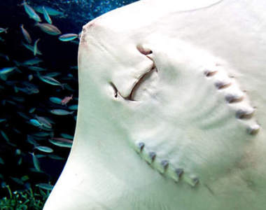 《魟魚小時候》讓你想像不到還有兩隻小腿動來動去超可愛