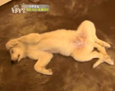 這根本是我們平常的樣子阿《無時無刻都在睡覺的睡美狗》只有吃飯的時候會秒醒ㅋㅋ