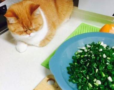 不哭不哭眼淚是珍珠《網友被蔥薰到哭的貓咪萌到》鼻要哭啦我們秀秀(〃∀〃)