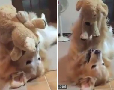 《愛玩娃娃的黃金獵犬》拿到娃娃帶他飛高高~