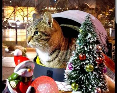 浪浪不哭《用舊羽絨衣做浪貓的新家》HOOD HOUSE概念讓流浪貓不再怕冷♥