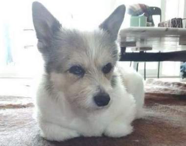 網路話題《貓咪坐姿的狗》是什麼原因讓毛孩子這樣「坐」呢?