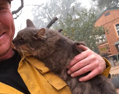 《加州大火碰到人的貓》現在他拒絕離開消防員的身邊