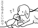 《不同狗狗看到巴哥犬的反應》對巴哥最親切的是黃金獵犬? 《不同狗狗看到巴哥犬的反應》對巴哥最親切的是黃金獵犬?