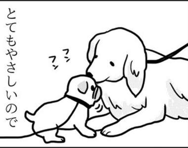 《不同狗狗看到巴哥犬的反應》對巴哥最親切的是黃金獵犬？